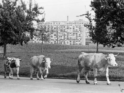 Kontrastmotive: Kühe vor der Grosssiedlung Gäbelbach, Bern 1975. Foto: Siegfried Kuhn © StAAG/RBA14-7500827_10
